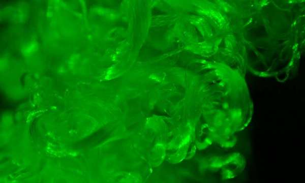 棉纤维“长出”荧光特性和磁性，有望被用于可穿戴电子产品